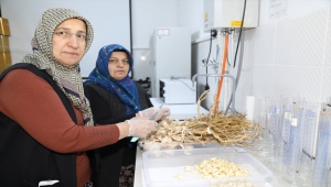 Çubuk Belediyesi kurutma tesisi kurdu