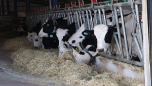 Devlet desteğiyle kurduğu çiftlikte aylık 70 ton süt üretiyor