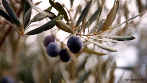 Dilimle karpuz döneminden sonra artık dilimle peynir, tane ile zeytin satışları başladı!
