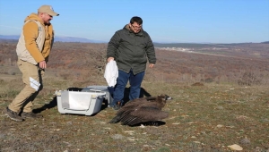 Eskişehir'de yaralı bulunan kara akbaba tedavi edildi