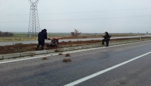 Hüyük'te caddelere lavanta fidanı dikiliyor