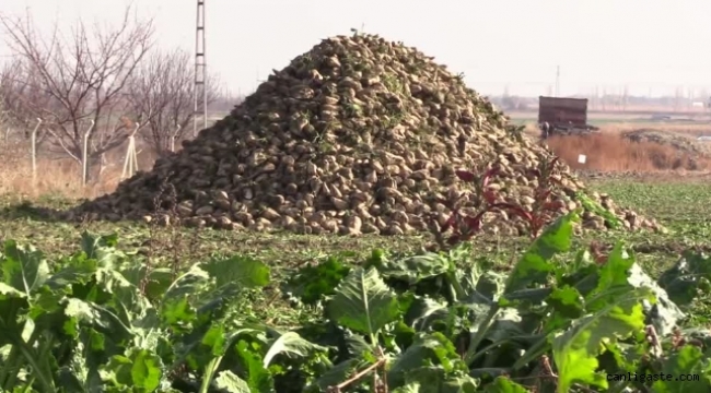 Kayseri'de ikinci ürün olarak yetiştirilen şeker pancarı hasat edildi
