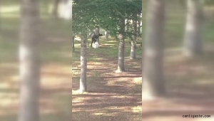 Kayseri'de köpeğini döven kişi gözaltına alındı