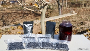 Kayseri'de Kuzey Amerika bitkisi aronya yetiştiren baba oğul 3 ton ürün aldı