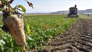Kayseri Pancar Ekicileri Kooperatifi Başkanı Akay'dan pancar bedeli ödeme açıklaması
