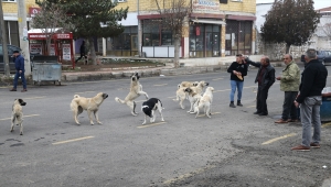 Nevşehir'de sahipsiz köpeklerin 69 yaşındaki kişiye saldırması güvenlik kamerasında