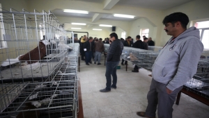 Nevşehir'de "süs kuşu" meraklıları festivalde buluştu