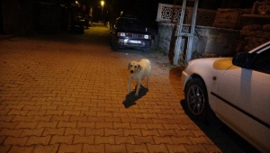 Seydişehir'de minarede mahsur kalan köpek kurtarıldı