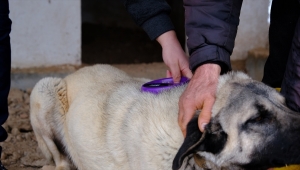 Sivas Cumhuriyet Üniversitesinde Kangal köpeklerine çip takıldı
