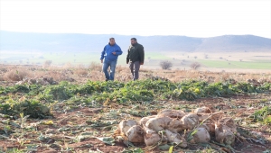 "Yerli bakteri" ile verimi artan şeker pancarında su tasarrufu da sağlandı